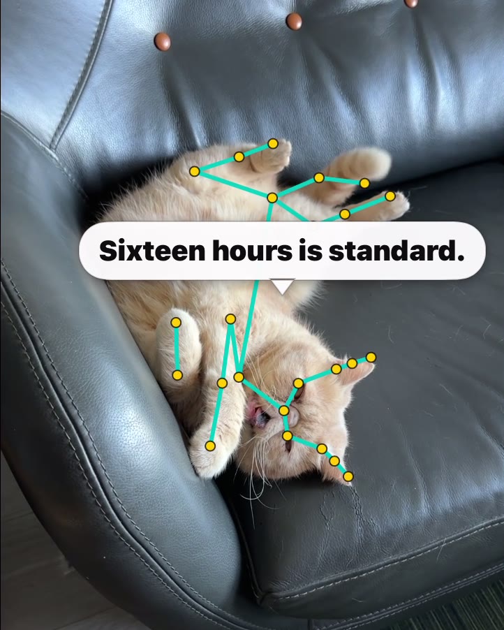 Pet Motion live camera: a cat with a pose skeleton and the caption “Sixteen hours is standard.”